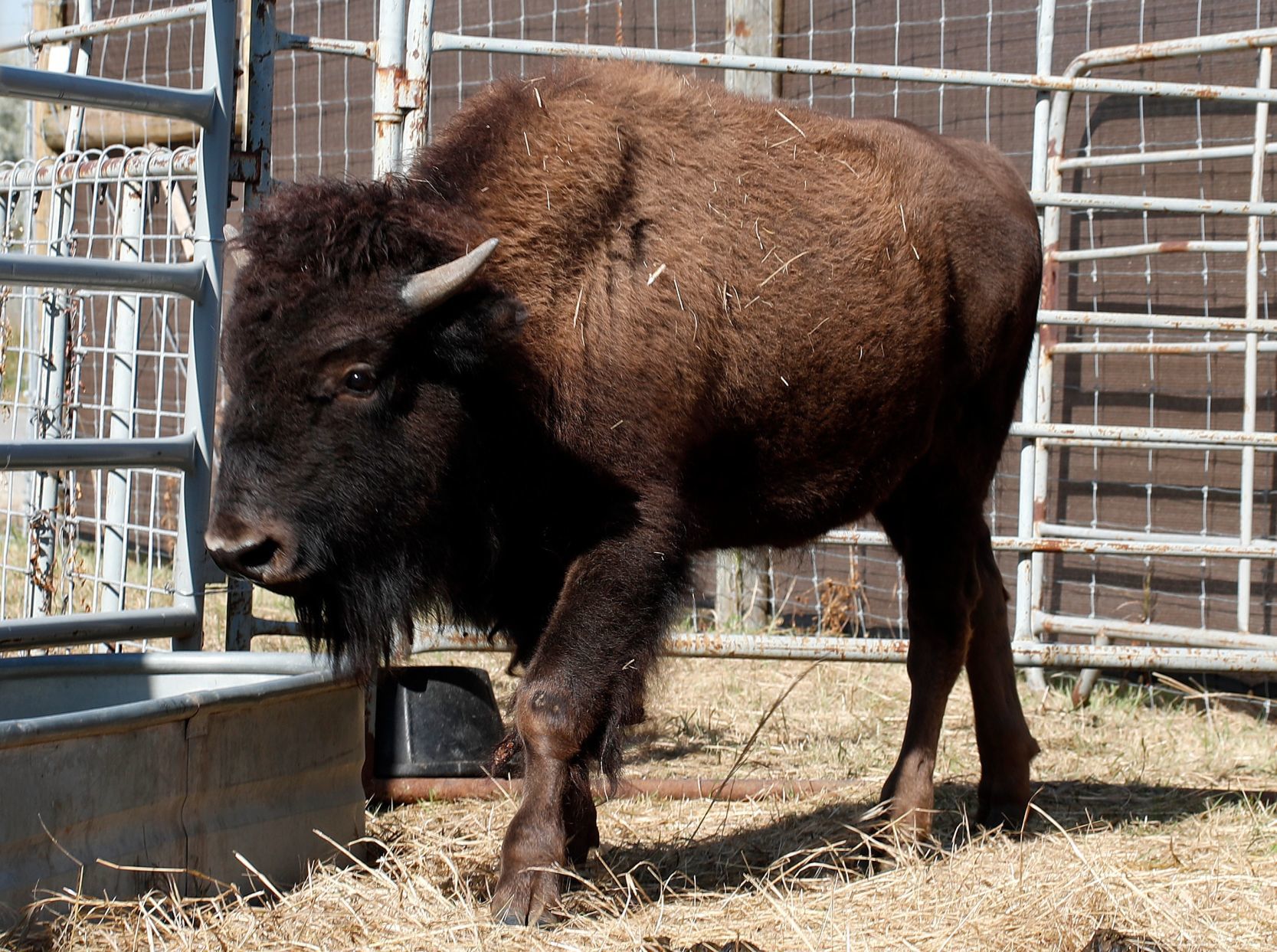 ZooMontana bison